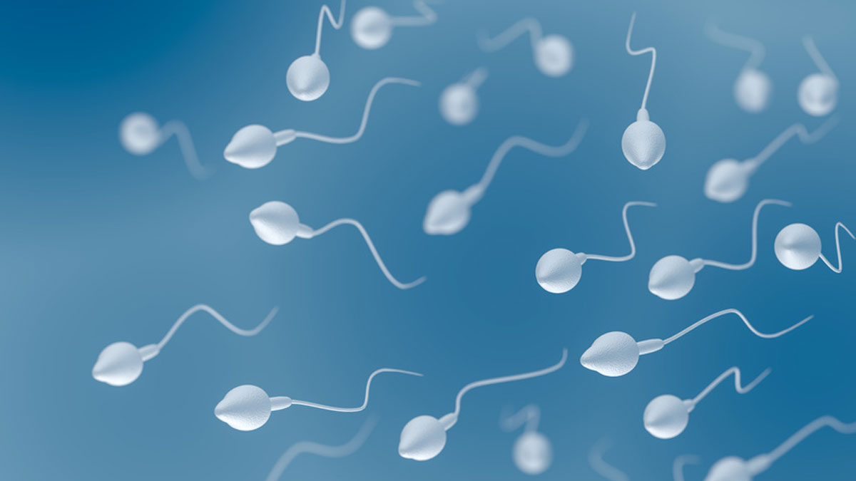 Bessere Spermienqualität - LetsFamily